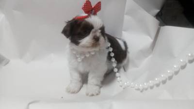 Filhotes de shihtzu