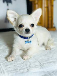 CHIHUAHUA PELO LONGO CREME