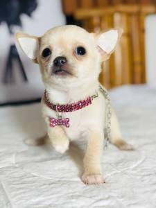 CHIHUAHUA TEA CUP TOP