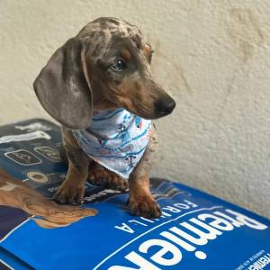 Filhotes de Dachshund teckel basset salsicha ano