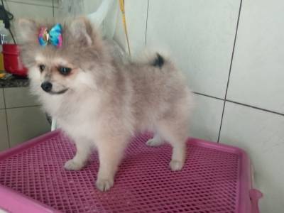 Spitz Alemao lulu da pomerania femea an RJ