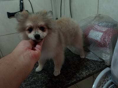 Spitz Alemao lulu da pomerania femea an RJ