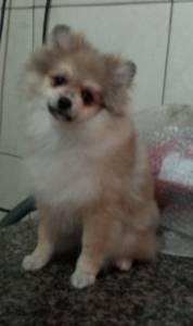 Spitz Alemao lulu da pomerania femea an RJ