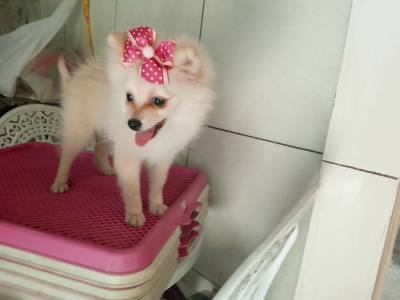 Spitz alemo lulu da pomerania  femea creme RJ