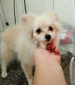 Spitz alemo lulu da pomerania  femea creme RJ