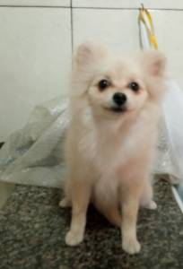 Spitz alemo lulu da pomerania  femea creme RJ