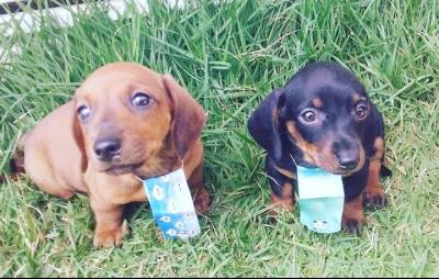 BASSET MINI TECKEL MACHOS PRETO CANELA E DOURADO BAIXEI O PREO ENTREGO HOJE CHAMA NO ZAP