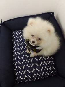 SPITZ ALEMO ANO LULU LINDO MACHO BRANCO PEROLA ENTREGO HOJE CHAMA NO ZAP