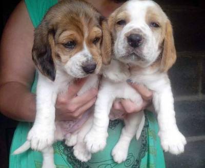 Filhotes de beagle