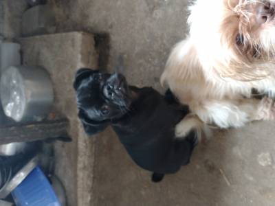 Filhotes de Pug abricot e black