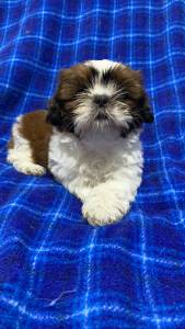 Shih-tzu lindos filhotes disponveis