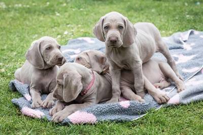 NINHADA DISPONIVEL DE WEIMARANERS PORTUGAL