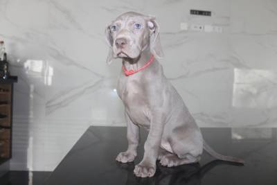 NINHADA DISPONIVEL DE WEIMARANERS PORTUGAL