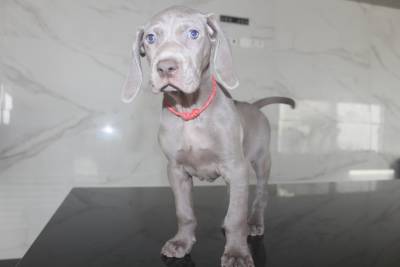 NINHADA DISPONIVEL DE WEIMARANERS PORTUGAL