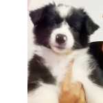Border Collie Filhotes de border collie machos e fmeas So Paulo IBINA