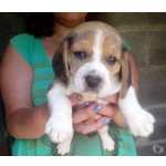 Beagle Filhotes de beagle So Paulo IBINA