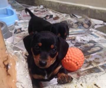 Lindos filhotes de dachshund basset teckel ano