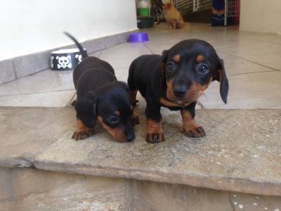 Lindos filhotes de dachshund basset teckel ano