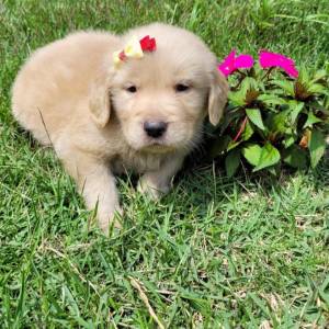 Filhotes de golden retriever