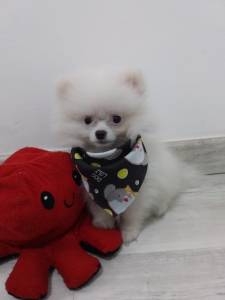 SPITZ ALEMO ANO LULU LINDO MACHO BRANCO PROLA BAIXEI PREO PARC DEZ X ENTREGO HOJE CHAMA NO ZAP