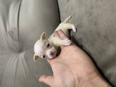 Chihuahua filhotes disponveis Canil Enchantress