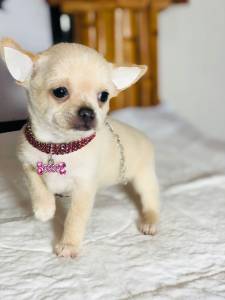 CHIHUAHUA BIBELO PELO CURTO FEMEA