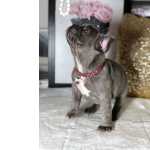 Bulldog Francs BULLDOG FRANCES FEMEA BLUE TOP So Paulo Guarulhos