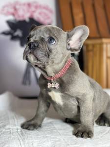 BULLDOG FRANCES FEMEA  BLUE