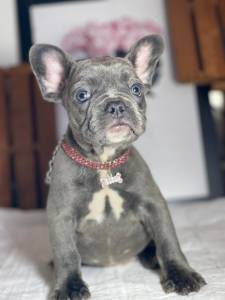 BULLDOG FRANCES FEMEA  EXOTICA BLUE