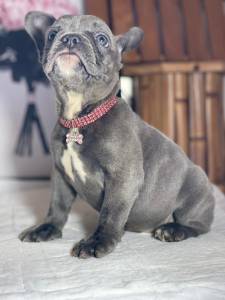 BULLDOG FRANCES FEMEA  EXOTICA BLUE