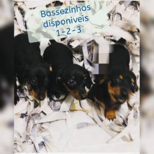 Basset Mini salsicha Dachshund ou teckel Cofap s machos BAIXEI o preo parc Dez x entrego hoje