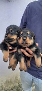 Filhotes de rottweiler temos fmeas