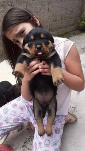 Filhotes de rottweiler temos fmeas