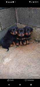 Filhotes de rottweiler machos e fmeas