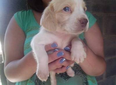 Filhotes de beagle bicolor e tricolor