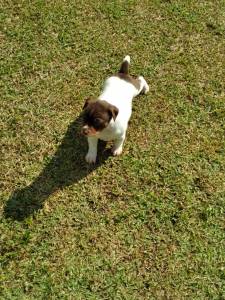 Fox paulistinha terrier brasileiro filhotes