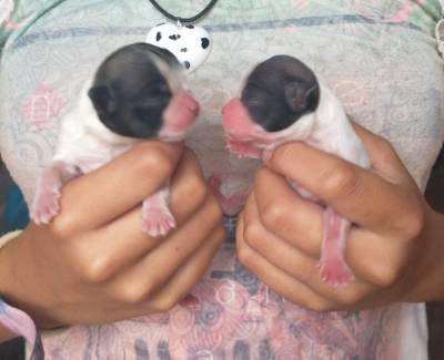 Filhotes de shihtzu temos fmeas