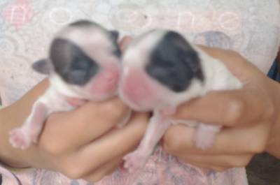 Filhotes de shihtzu temos fmeas