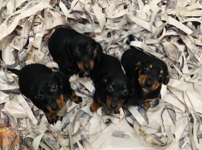 Basset Mini salsicha Dachshund ou teckel Cofap s machos BAIXEI o preo parc Dez x entrego hoje