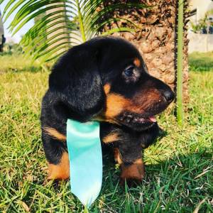 Basset Mini salsicha Dachshund ou teckel Cofap s machos BAIXEI o preo parc Dez x entrego hoje