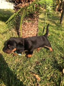 Basset Mini salsicha Dachshund ou teckel Cofap s machos BAIXEI o preo parc Dez x entrego hoje