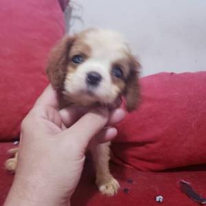 Cavalier King Charles Spaniel Fêmea pedigree CBKC Cavalier King Charles Spaniel Fêmea pedigree CBKC