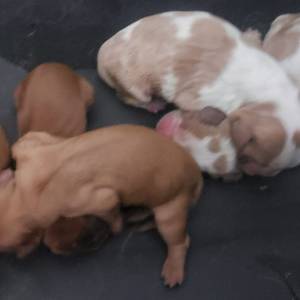 Cavalier King Charles Spaniel macho pedigree CBKC Cavalier King Charles Spaniel macho pedigree CBKC