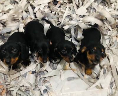 BASSET MINI TECKEL MACHOS E FMEAS PRETO CANELA E DOURADO ENTREGO HOJE CHAMA NO ZAP