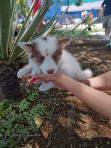 FILHOTES DE BORDER COLLIE DISPONVEL