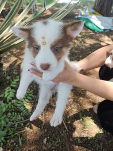 FILHOTES DE BORDER COLLIE DISPONVEL