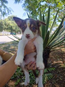 FILHOTES DE BORDER COLLIE DISPONVEL