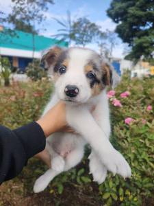 FILHOTES DE BORDER COLLIE DISPONVEL