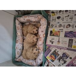 Caniche Toy POODLE OU CANICHE F�MEA APRICOT CRIADORA REGISTADA NA DGAV E NO ICNF  