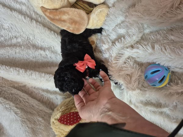 POODLE ANO  CRIADORA REGISTADA NA DGAV E NO ICNF  